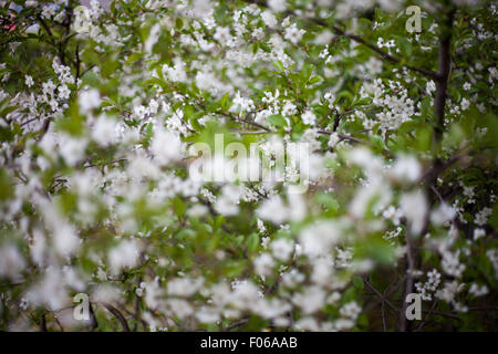 Teilweise unscharf Kirschblüten Stockfoto