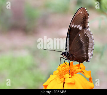 Nahaufnahme von einem gemeinsamen Crow (Euploea Core) Schmetterling Stockfoto