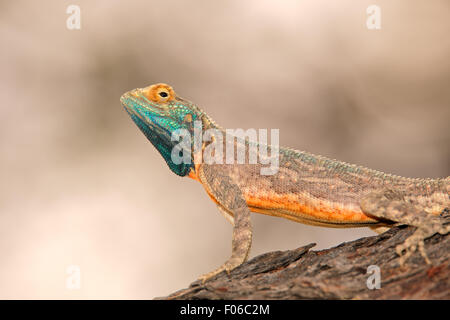 Männliche Boden Agama (Agama Aculeata) in hellen Zucht Farben, Kalahari-Wüste, Südafrika Stockfoto