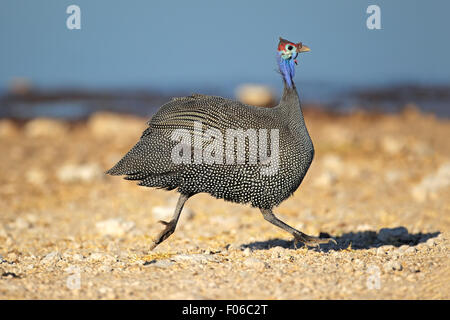 Behelmte Perlhühner (Numida Meleagris) ausgeführt, Etosha Nationalpark, Namibia Stockfoto