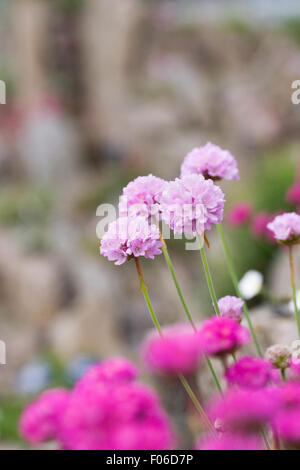 Armeria Maritima in einem Steingarten wachsen. Stockfoto