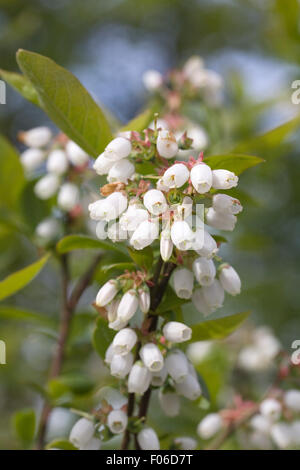 HeidelbeerBusch im Frühjahr / Vaccinium Myrtillus / Heidelbeerstrauch