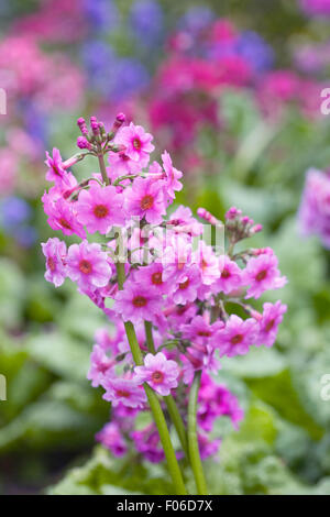 Primula Kandelaber Hybriden. Stockfoto