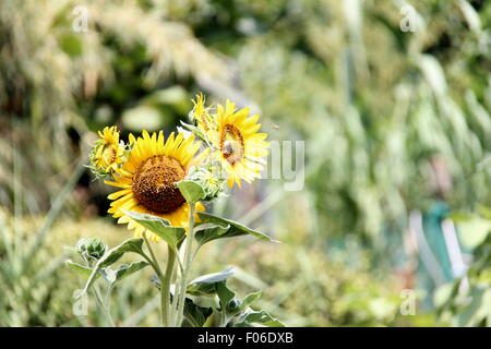 Gruppe von Sonnenblumen im Sommer, mit einem starken Unschärfe auf dem grünen Hintergrund der Natur. Stockfoto