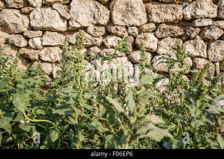 Blick von einer Natursteinmauer mit Mörtel Lehm gebaut Stockfoto