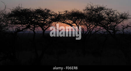 Blick durch Akazie Bäume rote Sonne versinken unter Hügeln, Hilltop Camp, Hluhluwe-Imfolozi Game Reserve, KwaZulu Natal, Südafrika Stockfoto