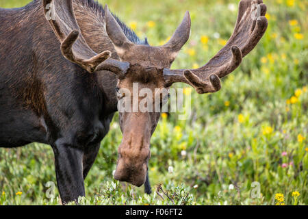 Ein Stier Elch-feeds in eine Wildblumenwiese Cameron Pass im Roosevelt National Forest in der Nähe von Gould, Colorado. Stockfoto