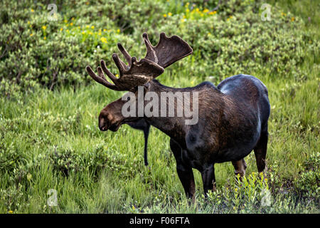 Ein Stier Elch-feeds in eine Wildblumenwiese Cameron Pass im Roosevelt National Forest in der Nähe von Gould, Colorado. Stockfoto