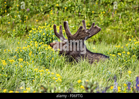 Ein Stier Elch-feeds in eine Wildblumenwiese Cameron Pass im Roosevelt National Forest in der Nähe von Gould, Colorado. Stockfoto