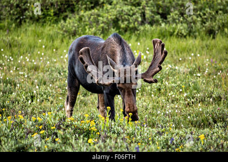 Ein Stier Elch-feeds in eine Wildblumenwiese Cameron Pass im Roosevelt National Forest in der Nähe von Gould, Colorado. Stockfoto