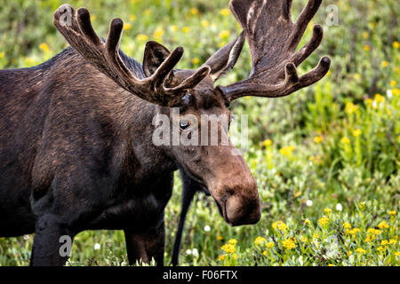 Ein Stier Elch-feeds in eine Wildblumenwiese Cameron Pass im Roosevelt National Forest in der Nähe von Gould, Colorado. Stockfoto