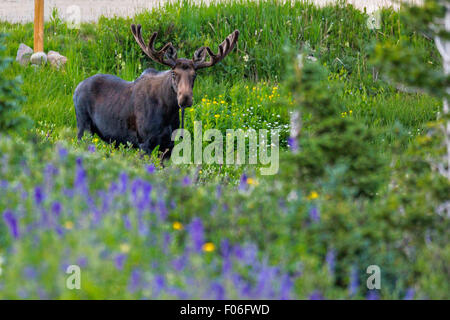 Ein Stier Elch-feeds in eine Wildblumenwiese Cameron Pass im Roosevelt National Forest in der Nähe von Gould, Colorado. Stockfoto