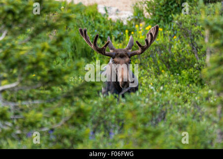 Ein Stier Elch-feeds in eine Wildblumenwiese Cameron Pass im Roosevelt National Forest in der Nähe von Gould, Colorado. Stockfoto