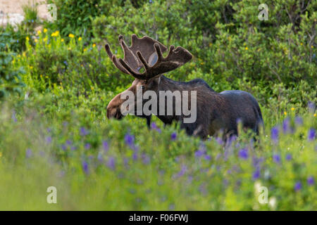 Ein Stier Elch-feeds in eine Wildblumenwiese Cameron Pass im Roosevelt National Forest in der Nähe von Gould, Colorado. Stockfoto