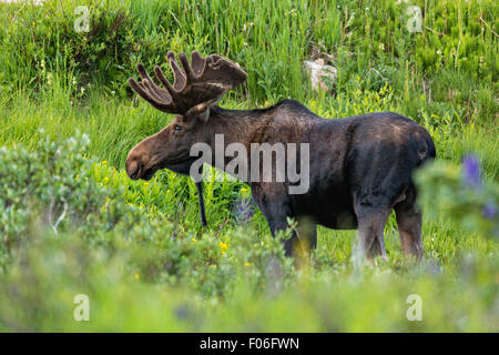 Ein Stier Elch-feeds in eine Wildblumenwiese Cameron Pass im Roosevelt National Forest in der Nähe von Gould, Colorado. Stockfoto