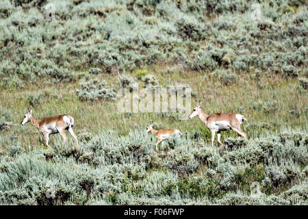 Pronghorn Antilope in den Hochebenen in der Nähe von Feldlager, Wyoming. Stockfoto