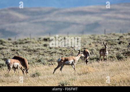 Pronghorn Antilope in den Hochebenen in der Nähe von Feldlager, Wyoming. Stockfoto