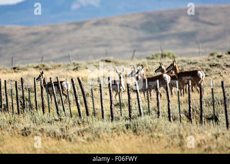 Pronghorn Antilope durch einen Stacheldrahtzaun in den Hochebenen in der Nähe von Feldlager, Wyoming gestoppt. Stockfoto