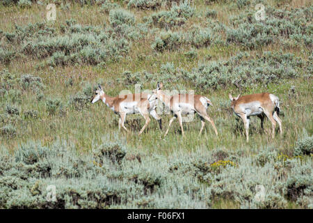 Pronghorn Antilope in den Hochebenen in der Nähe von Feldlager, Wyoming. Stockfoto