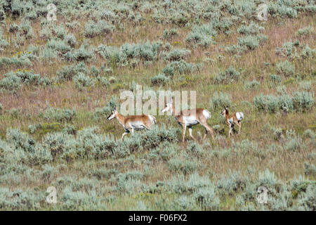 Pronghorn Antilope in den Hochebenen in der Nähe von Feldlager, Wyoming. Stockfoto