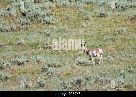 Gabelbock buck Antilopen in den Hochebenen in der Nähe von Feldlager, Wyoming. Stockfoto