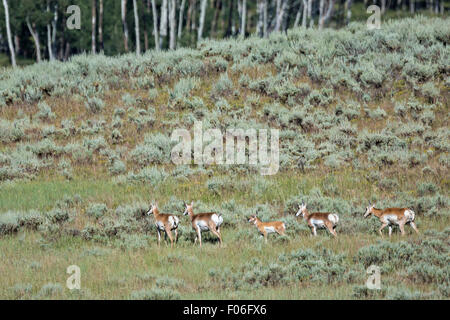 Pronghorn Antilope in den Hochebenen in der Nähe von Feldlager, Wyoming. Stockfoto