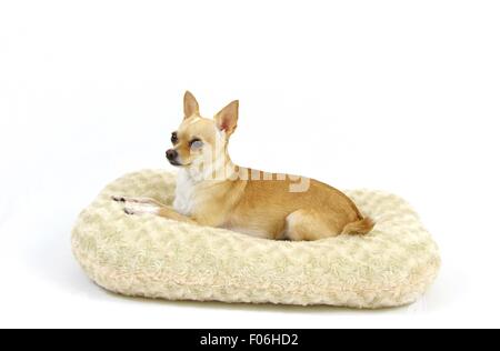 Niedlichen Hund, Chihuahua, liegend im Bett auf einem weißen Hintergrund Stockfoto