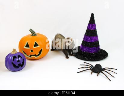 Niedlichen Frettchen stand vor einem Halloween dekoriert weißen Hintergrund Stockfoto