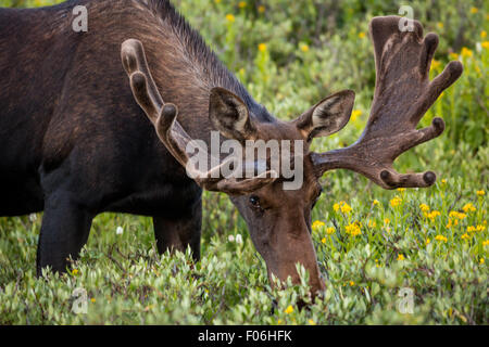 Ein Stier Elch-feeds in eine Wildblumenwiese Cameron Pass im Roosevelt National Forest in der Nähe von Gould, Colorado. Stockfoto