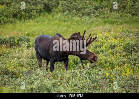 Ein Stier Elch-feeds in eine Wildblumenwiese Cameron Pass im Roosevelt National Forest in der Nähe von Gould, Colorado. Stockfoto