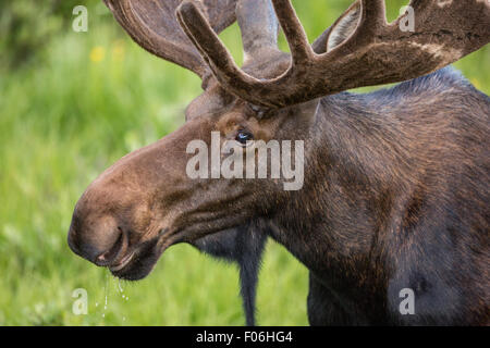 Ein Stier Elch-feeds in eine Wildblumenwiese Cameron Pass im Roosevelt National Forest in der Nähe von Gould, Colorado. Stockfoto