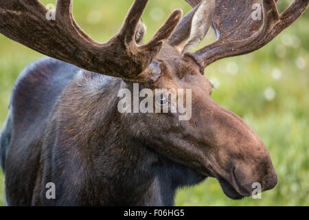 Ein Stier Elch-feeds in eine Wildblumenwiese Cameron Pass im Roosevelt National Forest in der Nähe von Gould, Colorado. Stockfoto