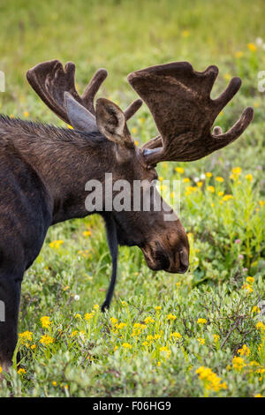 Ein Stier Elch-feeds in eine Wildblumenwiese Cameron Pass im Roosevelt National Forest in der Nähe von Gould, Colorado. Stockfoto