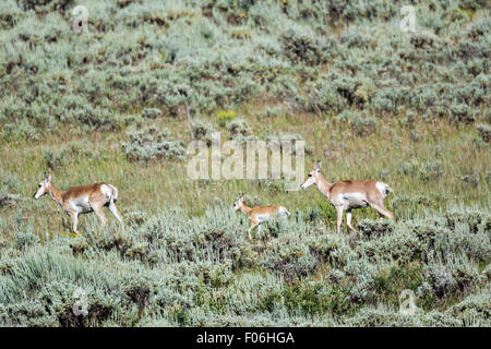 Pronghorn Antilope in den Hochebenen in der Nähe von Feldlager, Wyoming. Stockfoto