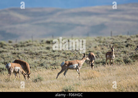 Pronghorn Antilope in den Hochebenen in der Nähe von Feldlager, Wyoming. Stockfoto