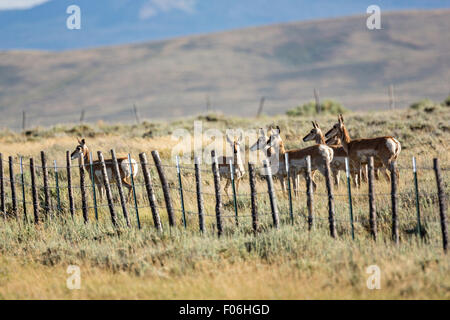 Pronghorn Antilope durch einen Stacheldrahtzaun in den Hochebenen in der Nähe von Feldlager, Wyoming gestoppt. Stockfoto