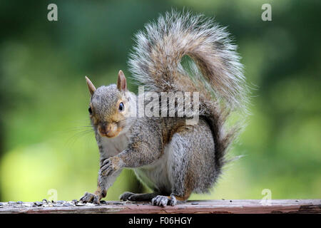 Eine graue Eichhörnchen (Sciurus Carolinensis) wird angehalten, um auf die Kamera zu schauen, während des Essens Samen. Stockfoto