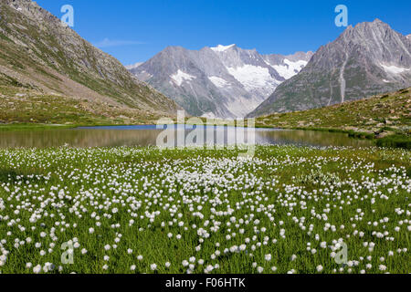 Märjelensee am Aletschgletscher. Eriophorum scheuchzeri Blumen. Wallis, Schweizer Alpen. Schweiz. Stockfoto