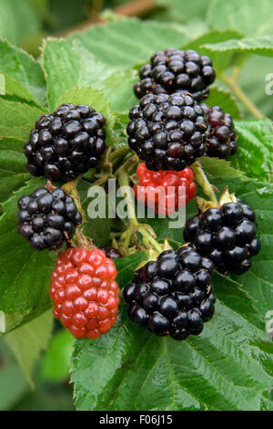 BlackBerry auf dem Ast Stockfoto