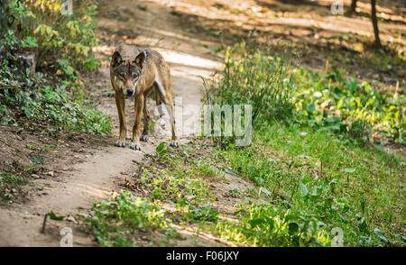 Porträt des eurasischen Wolf (Canis Lupus Lupus), auch bekannt als nahen russischen Wald Wolf oder der gemeinsamen Wolf. Es ist ein mich Stockfoto