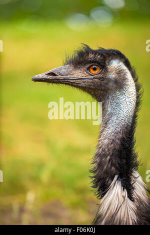 Profilbildnis des australischen Emu (Dromaius Novaehollandiae) Stockfoto