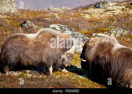 Moschusochsen Bullen kämpfen, Ovibos Moschatus im Dovrefjell Nationalpark, Dovre, Norwegen. Stockfoto