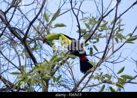 Kiel in Rechnung gestellt Toucan auf seinem Baum aus Mittelamerika. In den frühen Morgenstunden in Minca, gesehen. Kolumbien Stockfoto