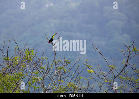 Kiel in Rechnung gestellt Toucan auf seinem Baum aus Mittelamerika. In den frühen Morgenstunden in Minca, gesehen. Kolumbien Stockfoto