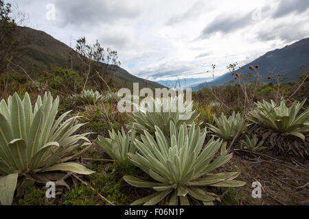 Blick auf die Paramos, endemische Pflanzen, Berg in der Nähe von Merida. Einzigartiges Ökosystem gefunden in den Anden von Venezuela, Kolumbien, Ecuador, Stockfoto