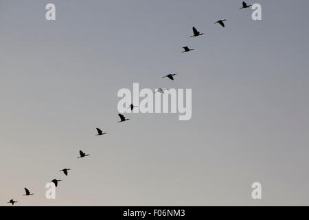 Vögel fliegen in Formation gegen einen klaren Himmel. Maracaibo-See. Venezuela Stockfoto
