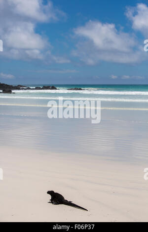 Einzigen marine Iguana auf weißen Strand von Playa de Los Alemanes in der Nähe von Puerto Ayora Galapagosinseln 2015 stehen. Stockfoto