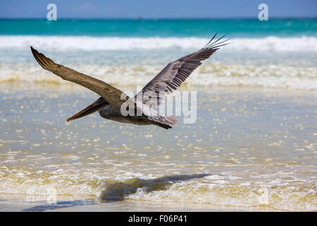 Pelikan fliegen über den Strand in Galapagos Stockfoto