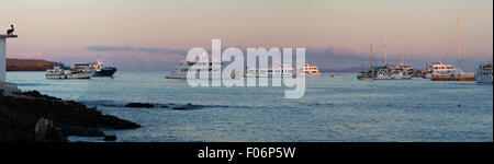 Panorama von Sonnenuntergang, ein Pelikan und Kreuzfahrt Schiffe in den Hafen von Puerto Ayora. Galapagos Stockfoto