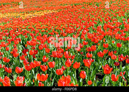 Schöne rote Tulpen Feld im Frühling Stockfoto